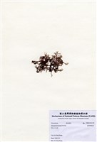 藏品(鹿角網地藻)的圖片